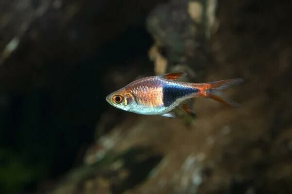 Imagem do Rasbora Arlequim